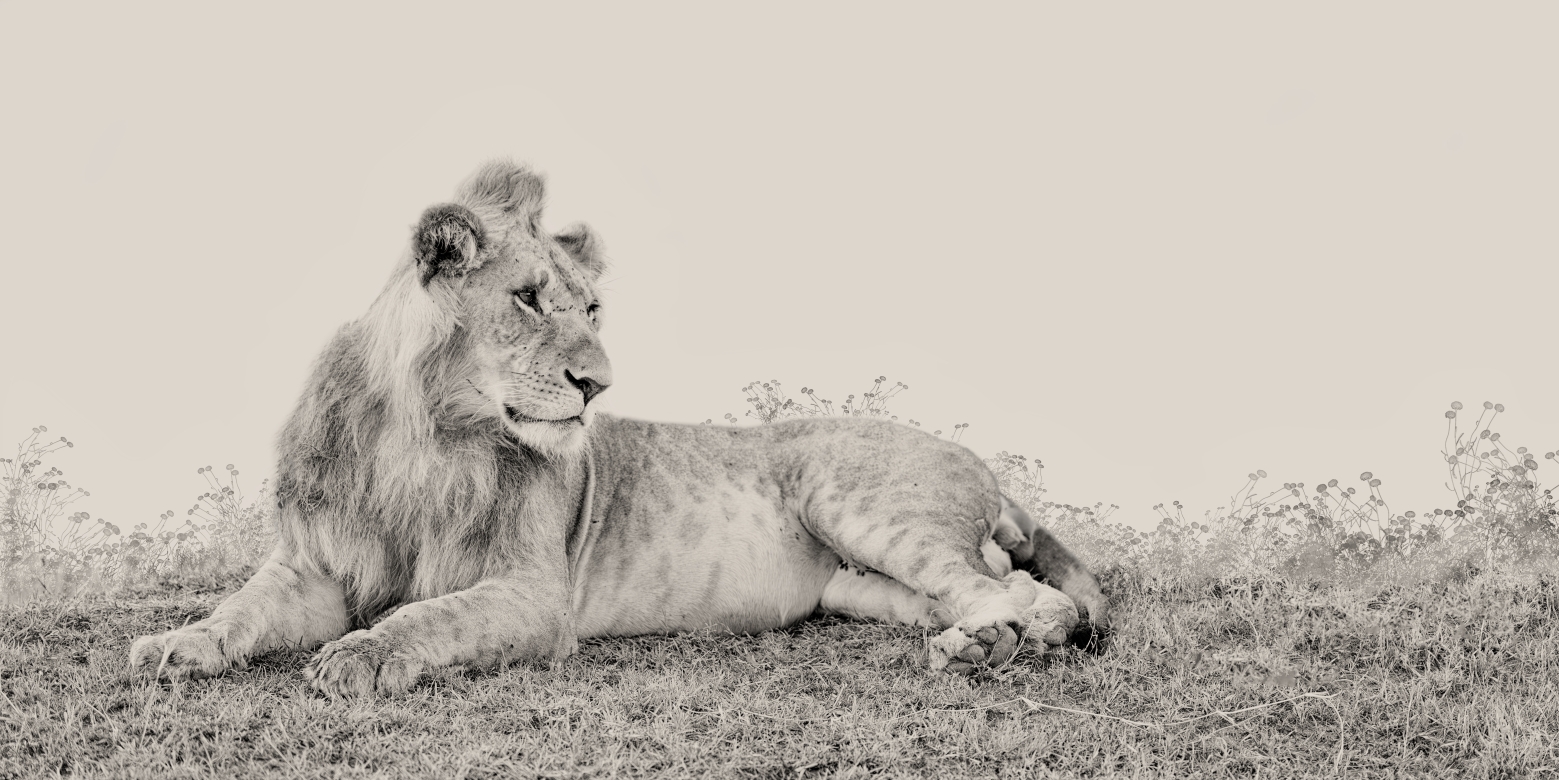 Joven León - Masai Mara , Kenia 2019