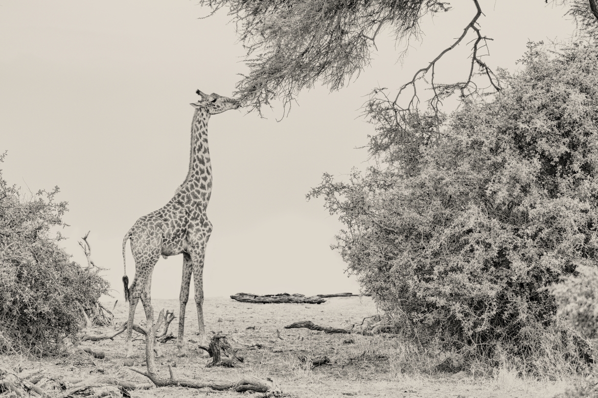 Desayunando - Amboseli, Kenia 2019