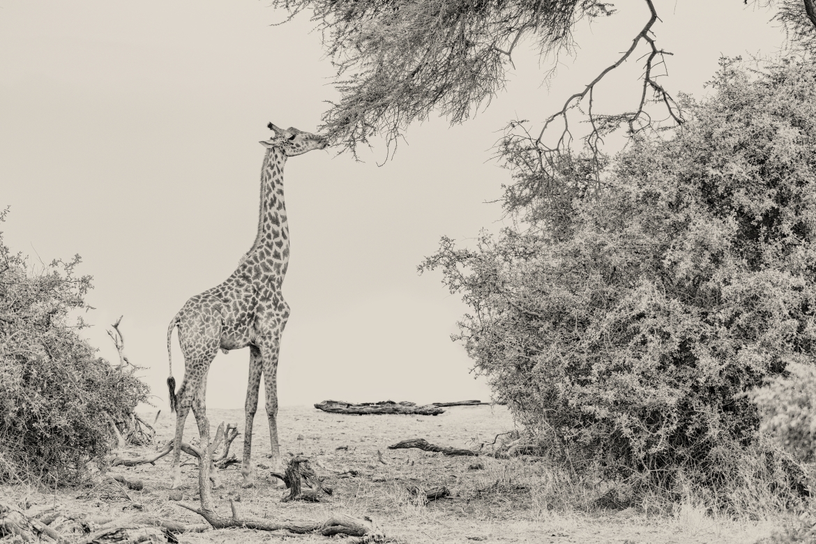 Desayunando - Amboseli, Kenia 2019