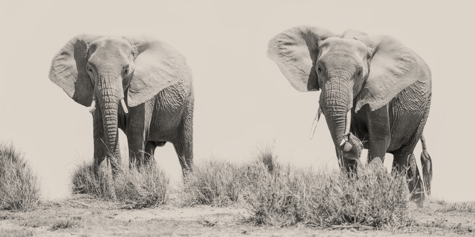 Listen - Amboseli, Kenia 2019