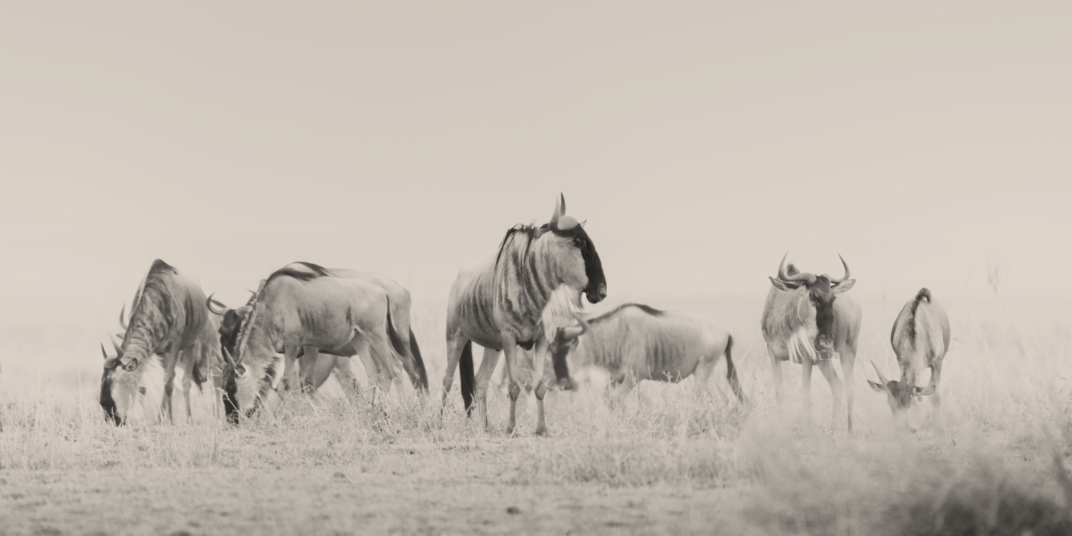 Ñus - Amboseli, Kenia 2019