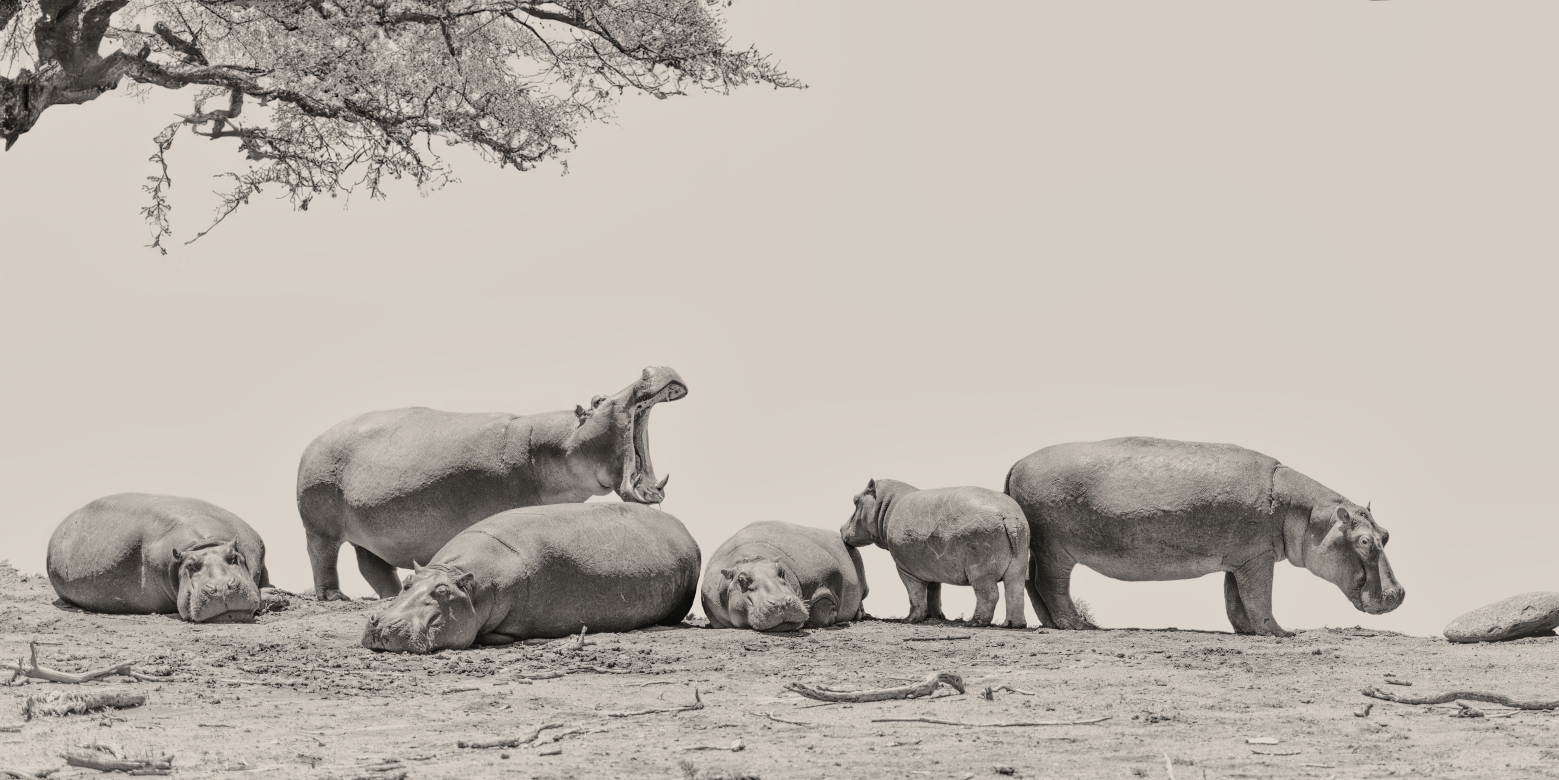 Las Rocas Hablan - Masai Mara, Kenia 2019