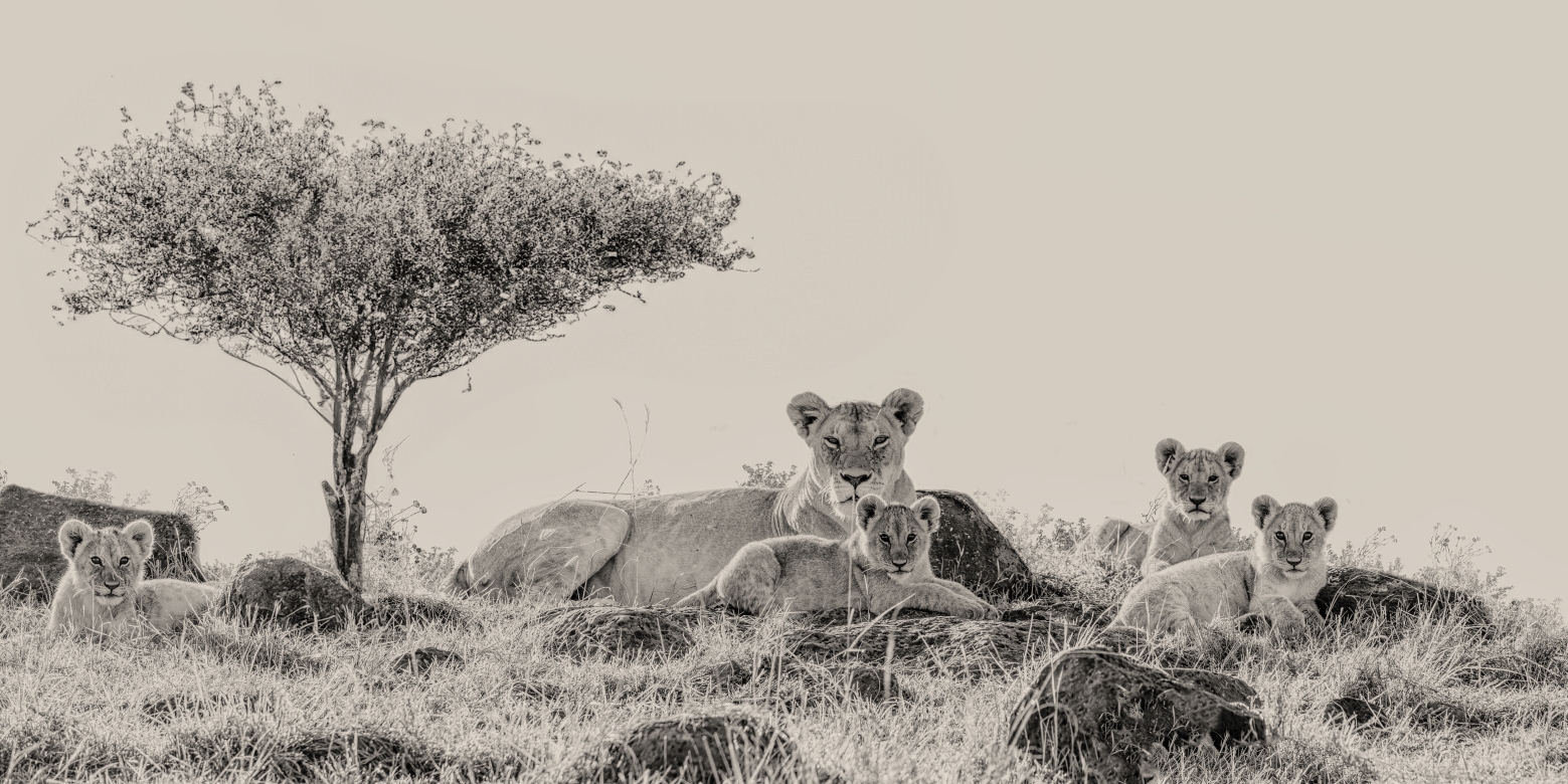 Royal Family - Masai Mara, Kenia 2019