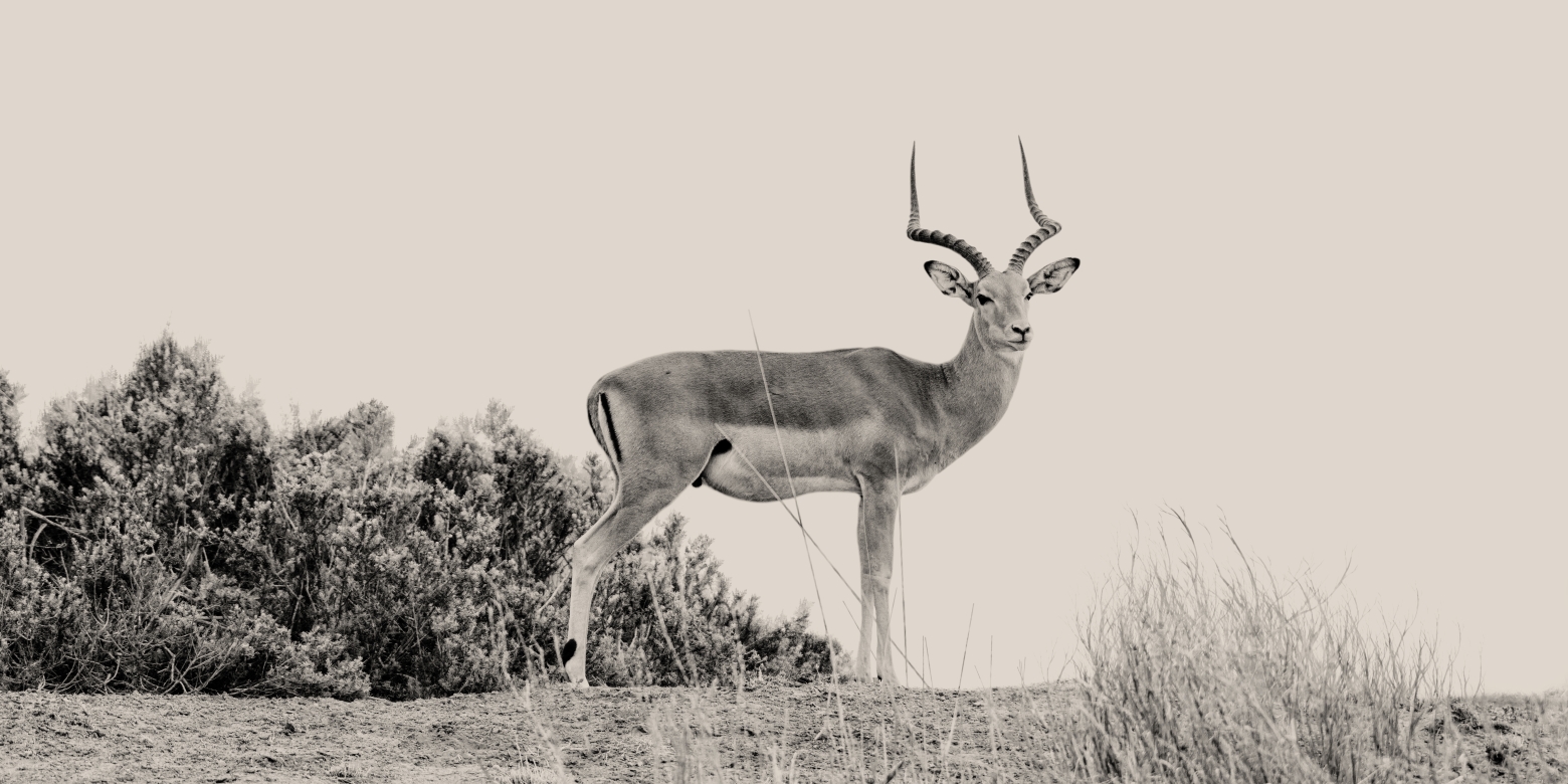 Gran Gacela - Amboseli, Kenia 2019.