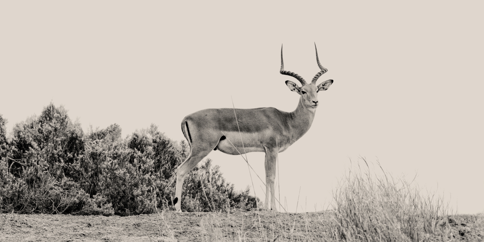 Gran Gacela - Amboseli,  Kenia 2019.