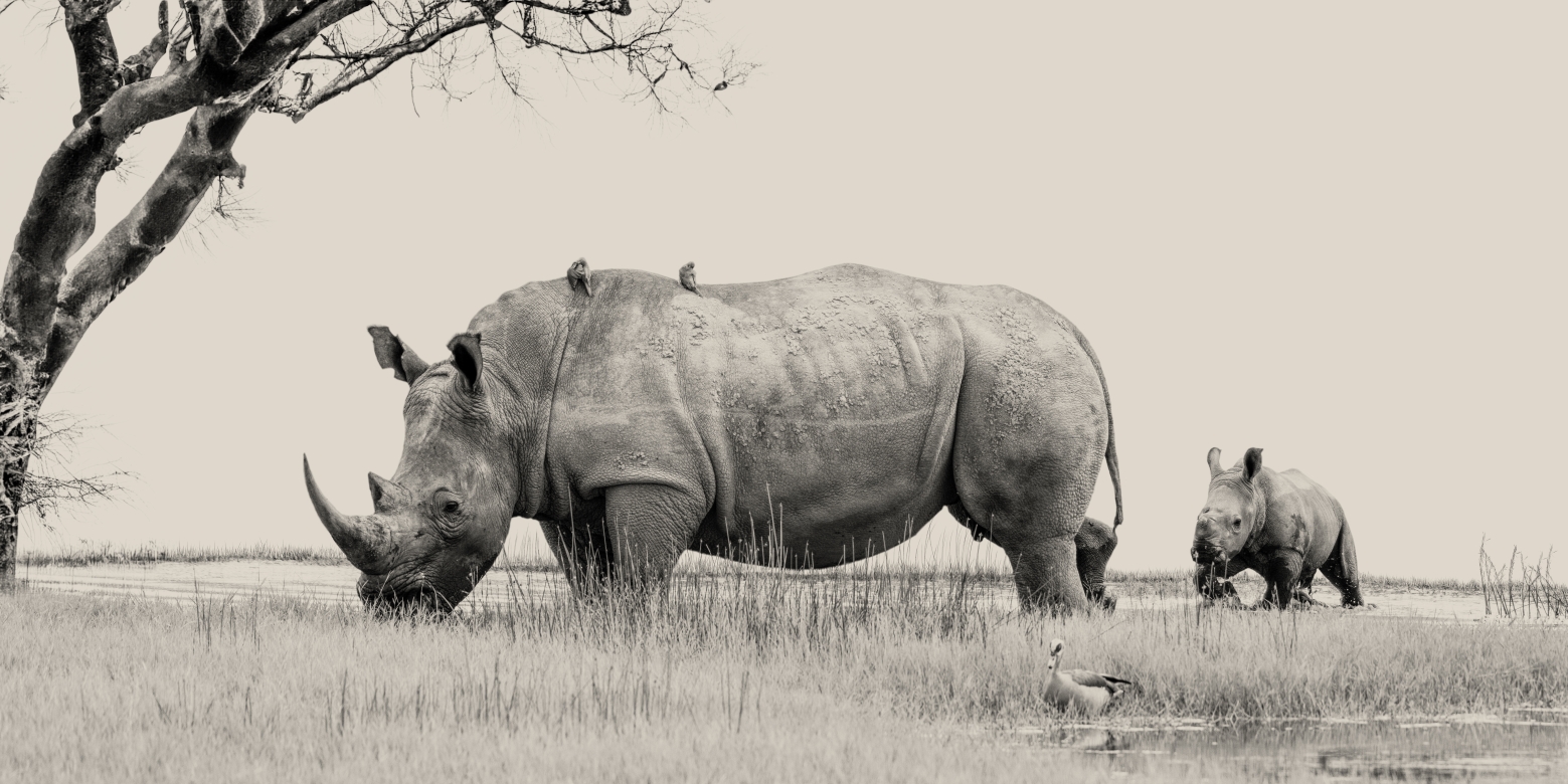 Strong Protection - Nakuru, Kenia 2019