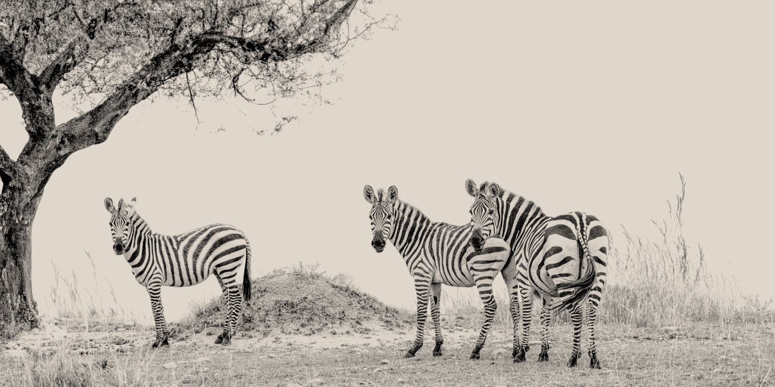 Tres Cebras - Nakuru, Kenia 2019