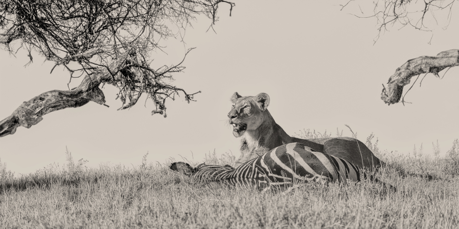 When The Lion Feeds - Masai Mara, Kenia 2019