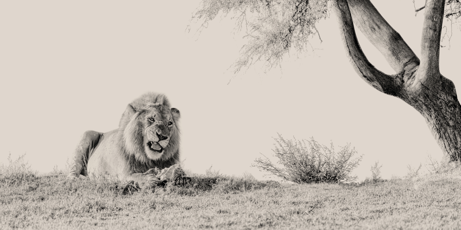 What's! - Masai Mara, Kenia 2019