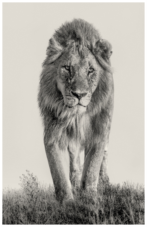 The King is coming- Masai Mara, Kenia 2019
