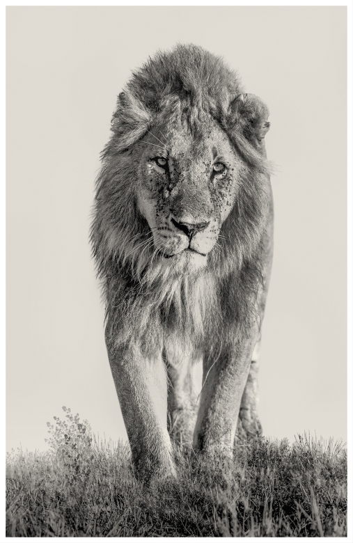 The King is coming- Masai Mara, Kenia 2019