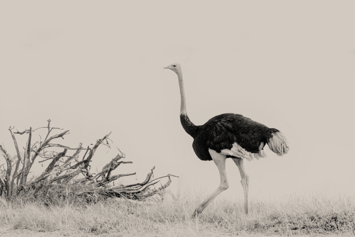 Avestruz Macho - Masai Mara, Kenia 2019