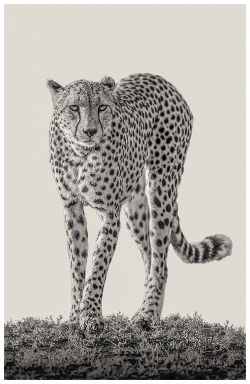 Cheetah - Masai Mara, Kenia 2019