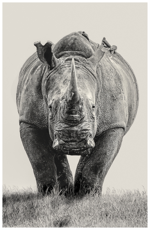 Rhino - Nakuru, Kenia 2019