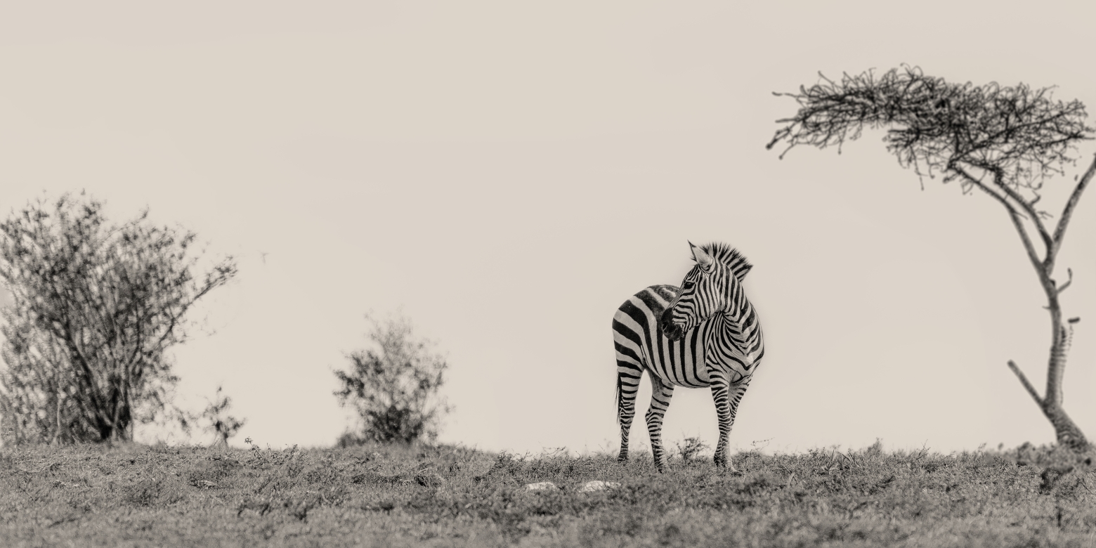 Bella - Masai Mara, Kenia 2019