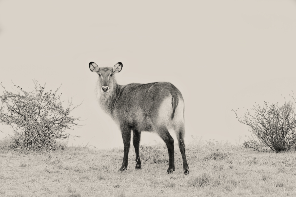 Antílope Acuático - Masai Mara, Kenia 2019