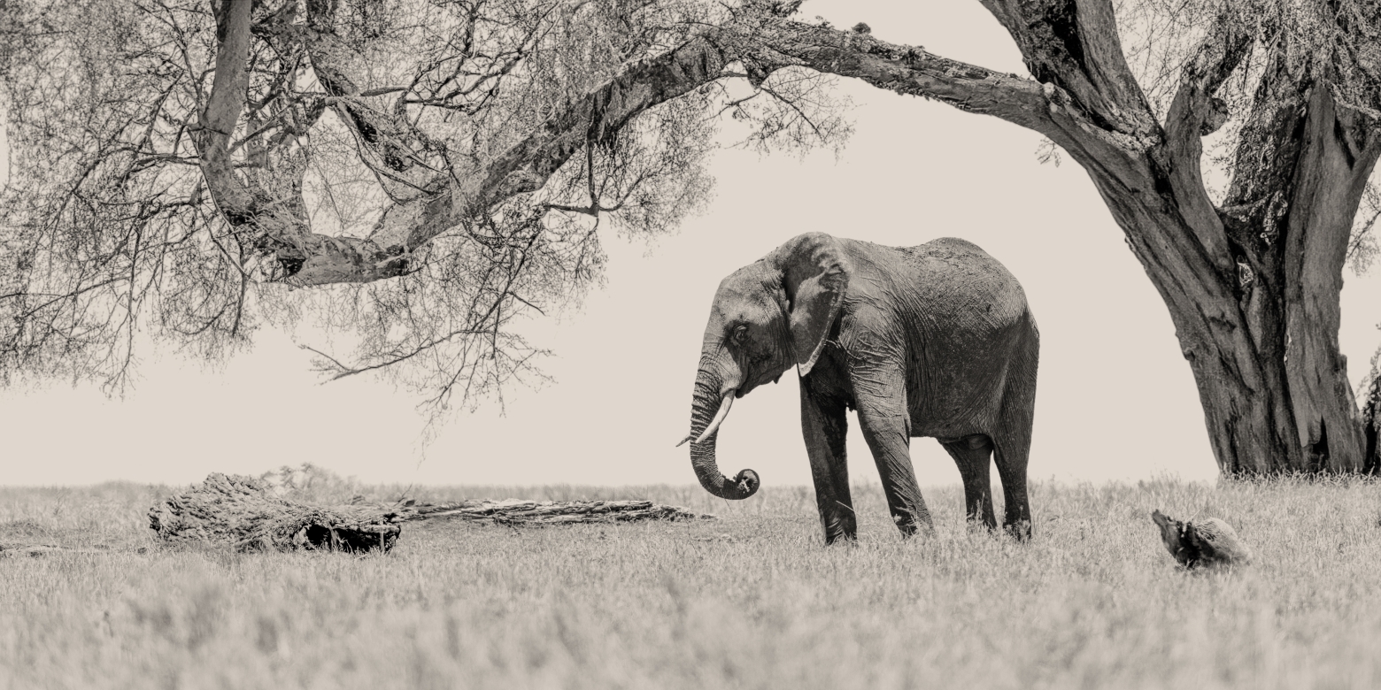 Alone - Masai Mara, Kenia 2019