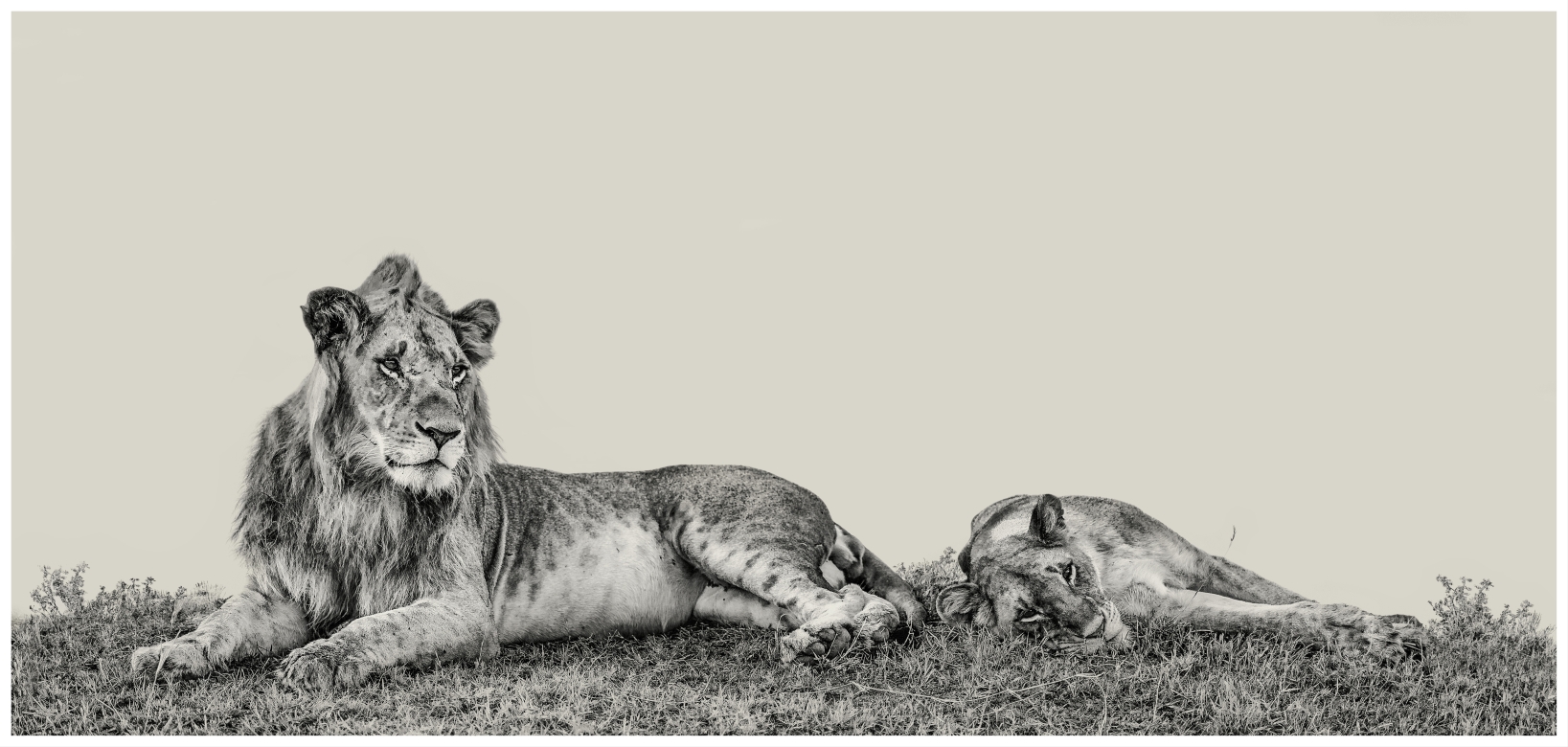 Reyes - Masai Mara, Kenia 2019