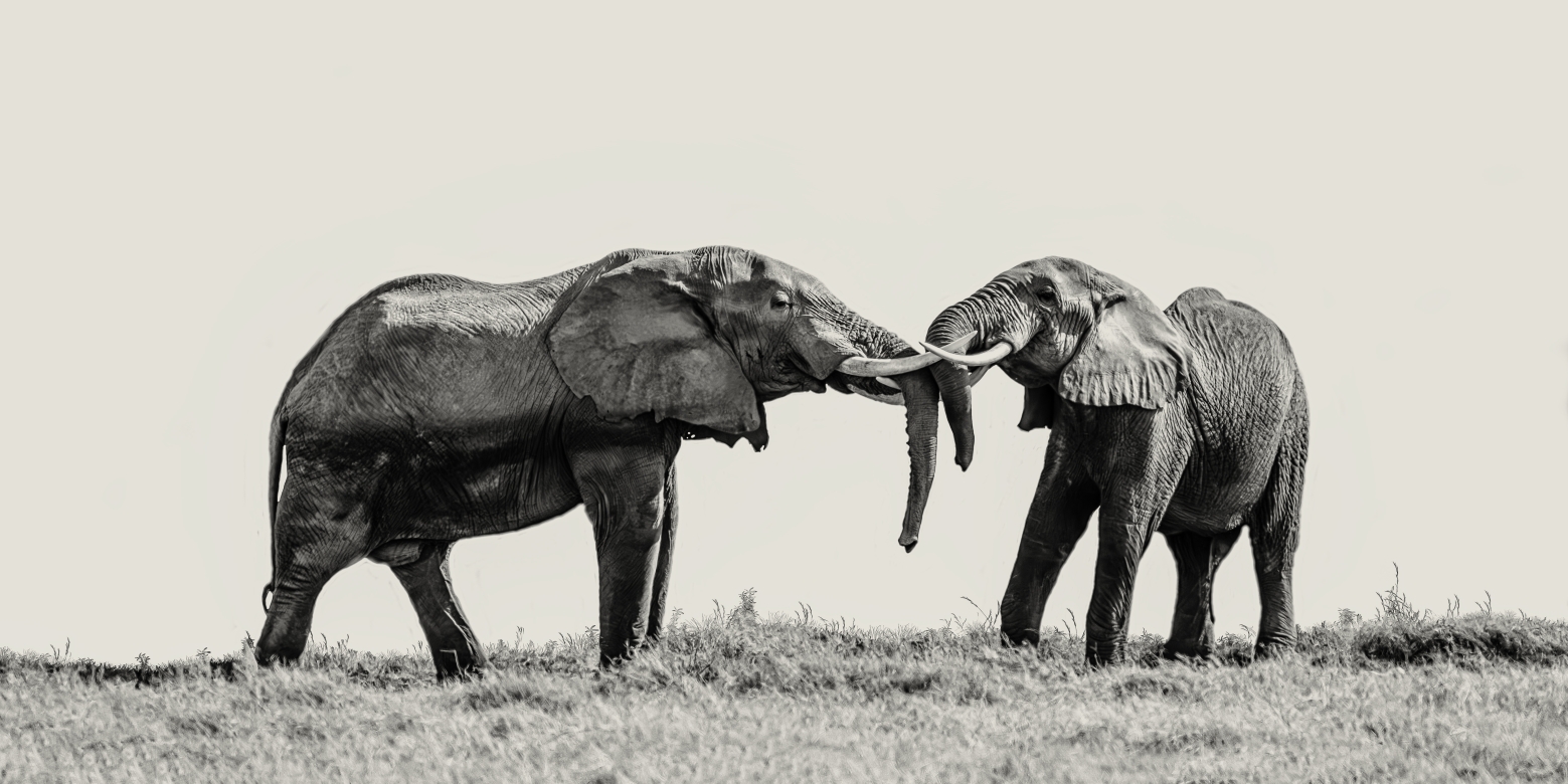 Big Friends - Amboseli, Kenia 2019