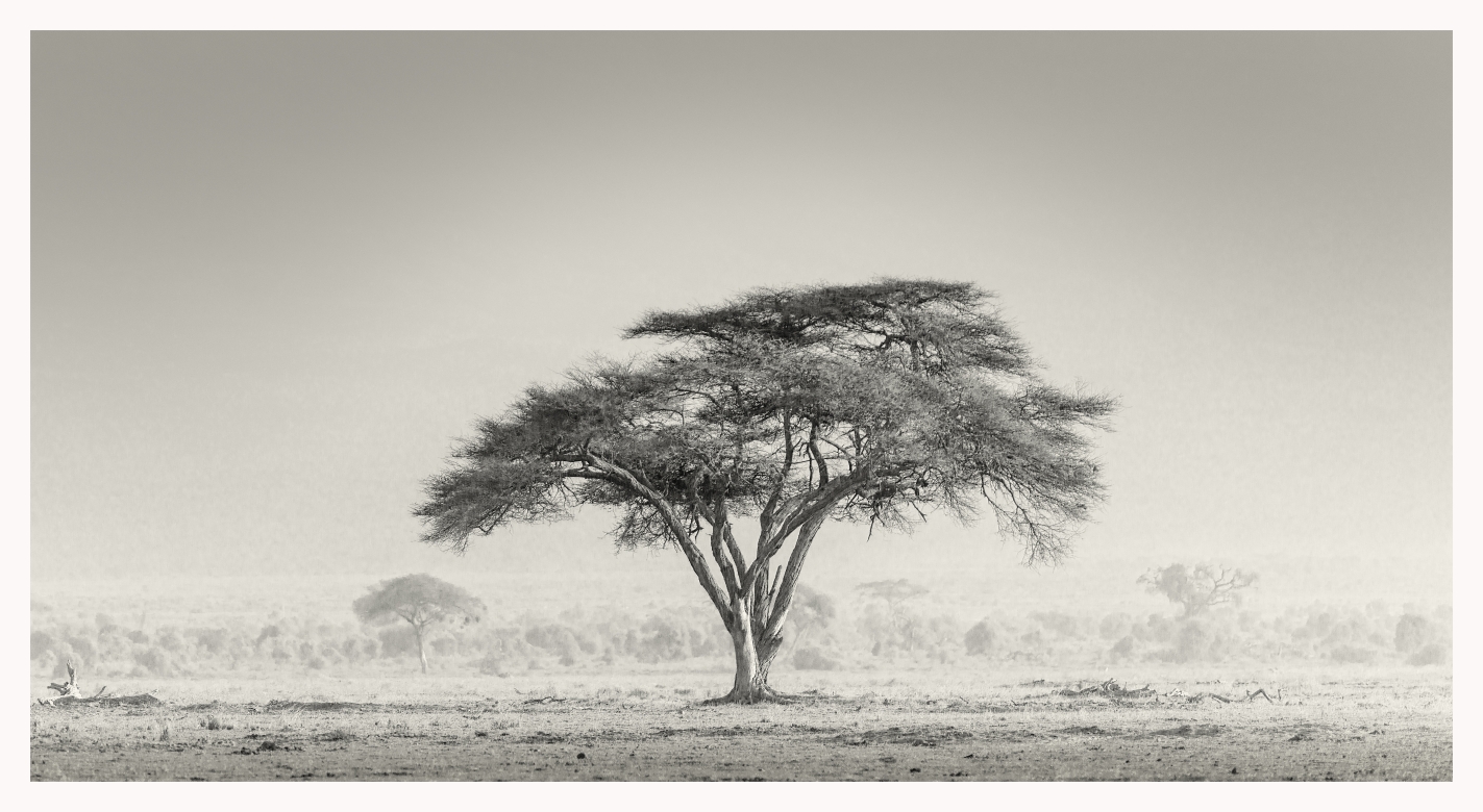 Africa Tardía - Amboseli, Kenia 2019