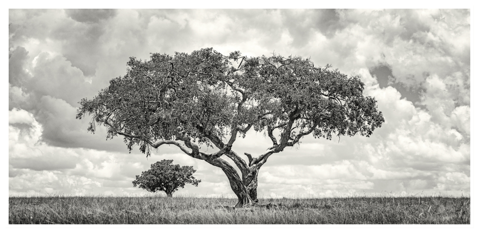 A-Sombra - Masai Mara, Kenia 2019