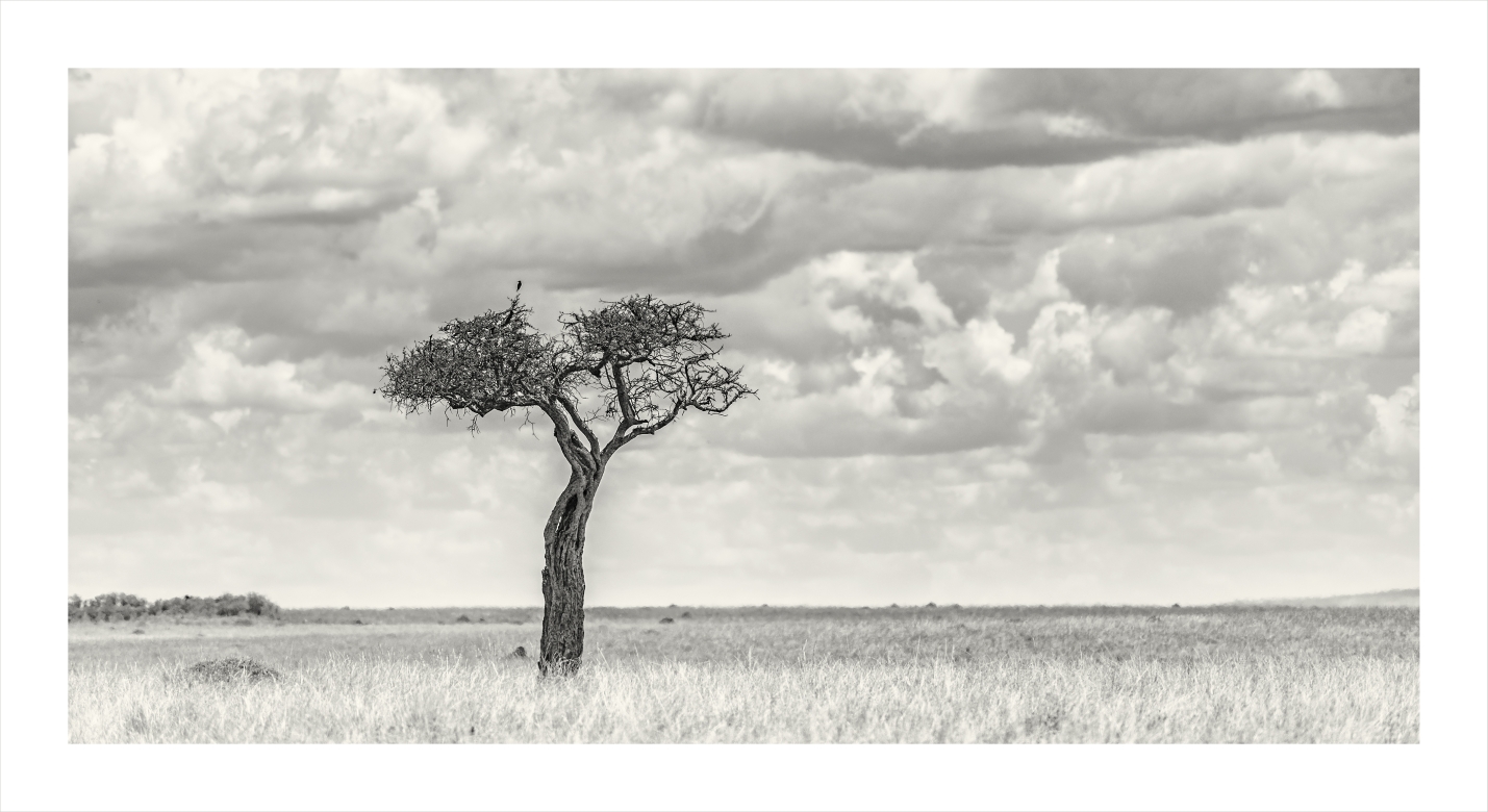En La Cima - Masai Mara, Kenia 2019