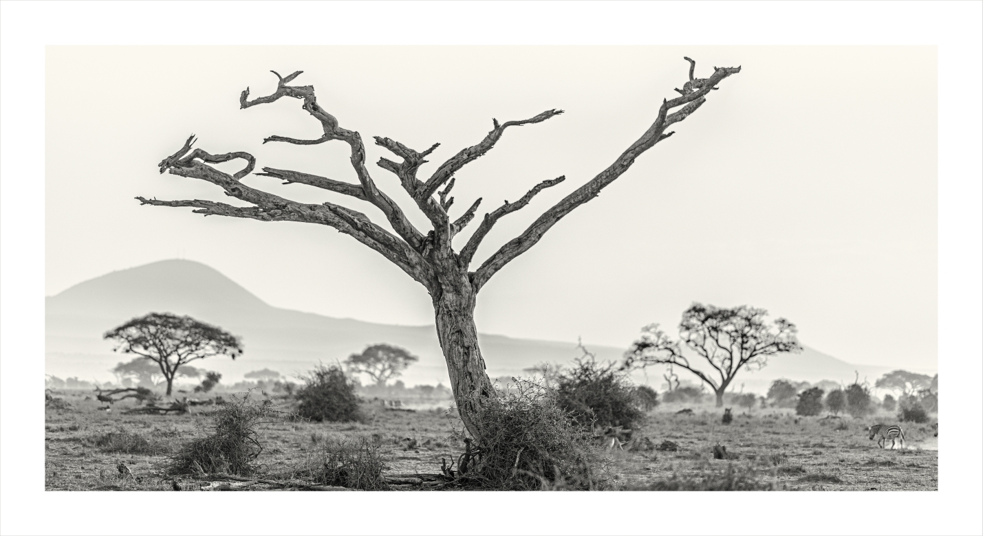 Secos - Amboseli, Kenia 2019