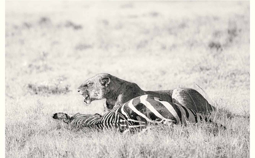 La Ley de la Selva. Masai Mara, Kenia