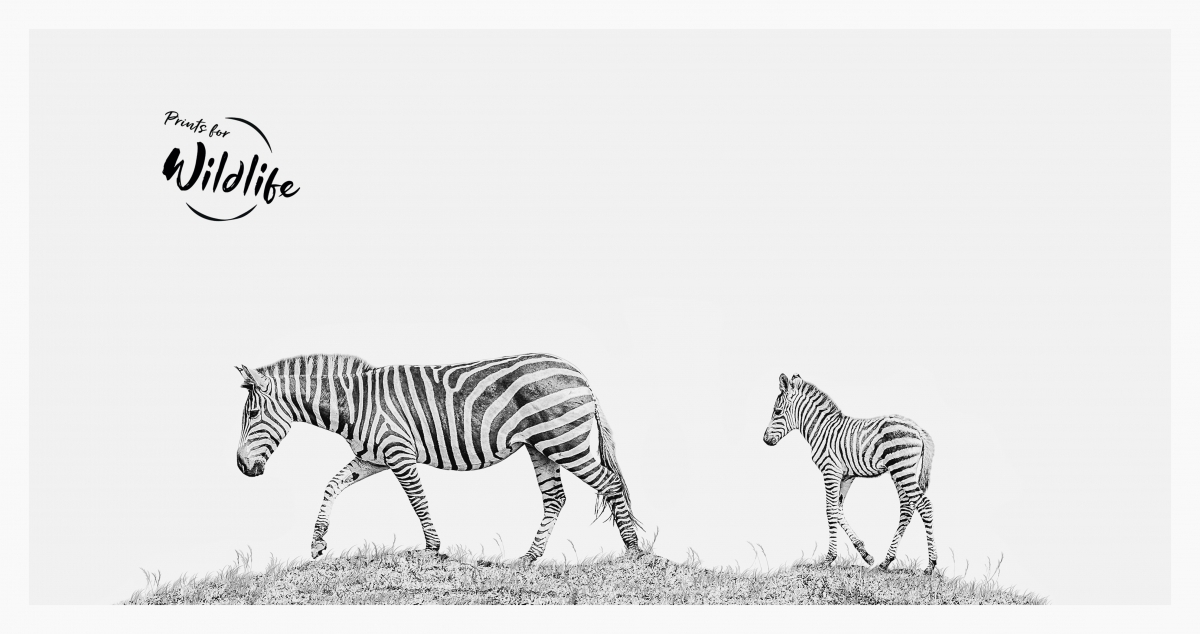 Printforwildlife 2019