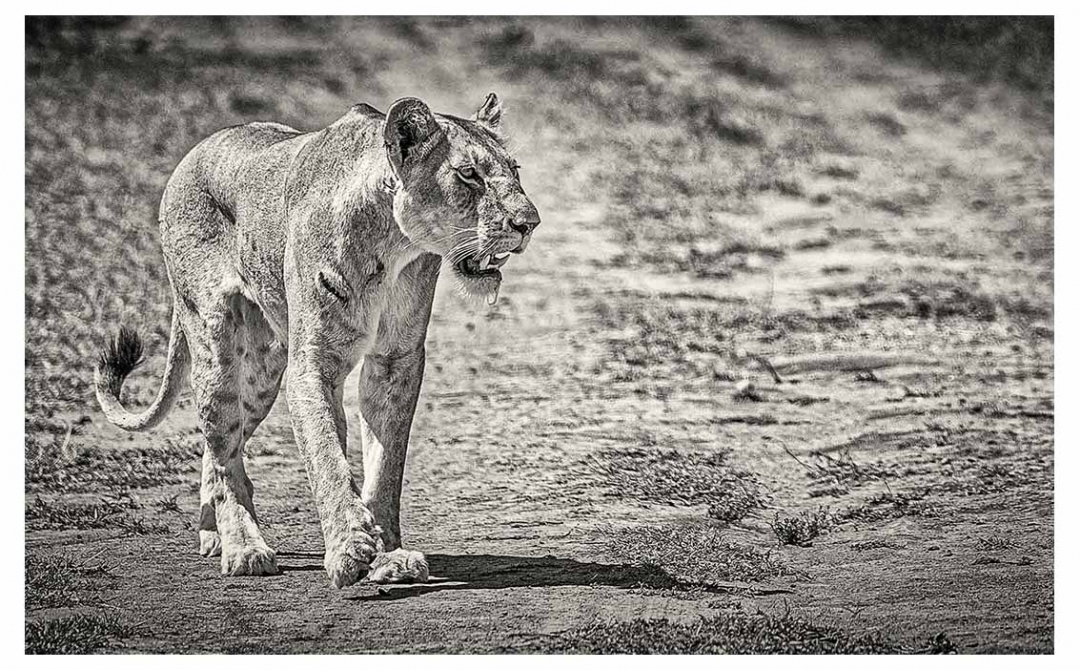 La Cacería. Masai Mara, Kenia