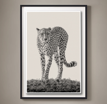 Cheetah