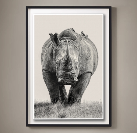 Rhino