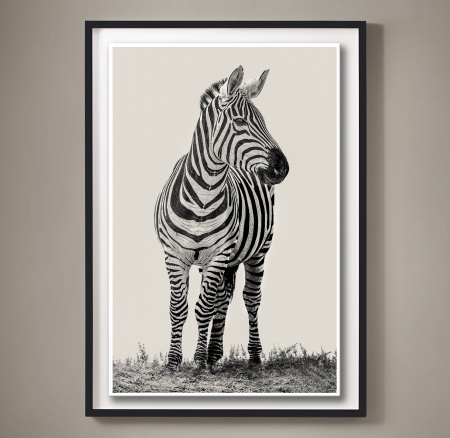 Zebra Mara