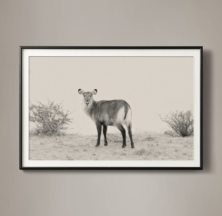 Antilope Acuático